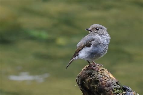 馬戶幼鳥